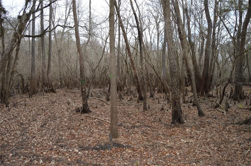 На продажу: $160,000 (5.17 acres)