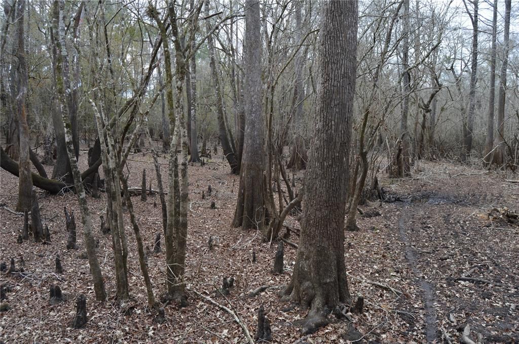 На продажу: $160,000 (5.17 acres)
