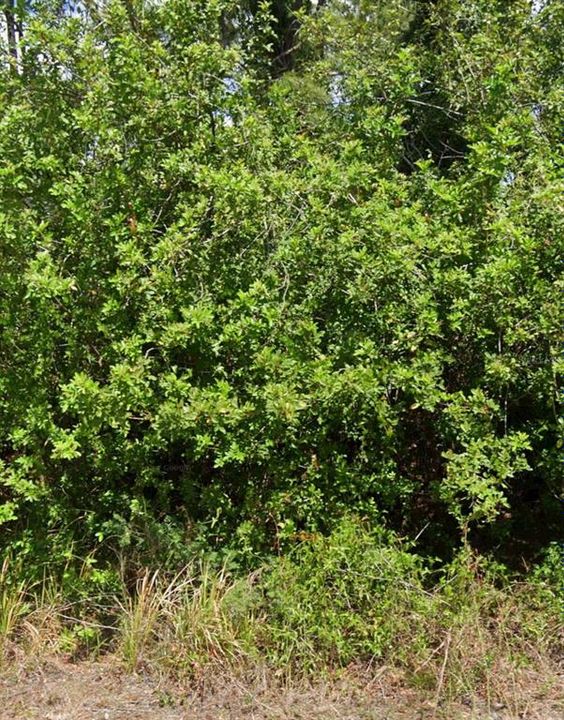 На продажу: $80,000 (0.92 acres)