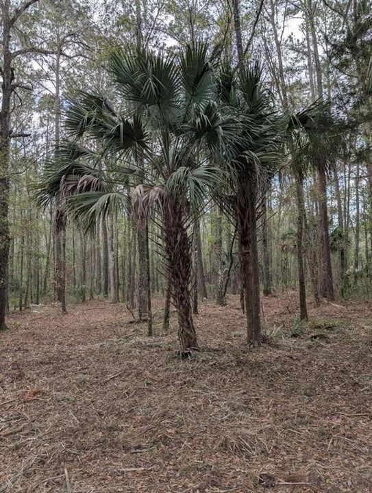 For Sale: $99,000 (3.00 acres)