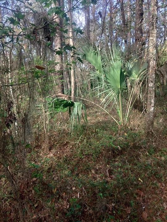 For Sale: $99,000 (3.00 acres)