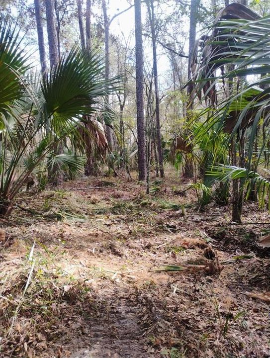 For Sale: $99,000 (3.00 acres)