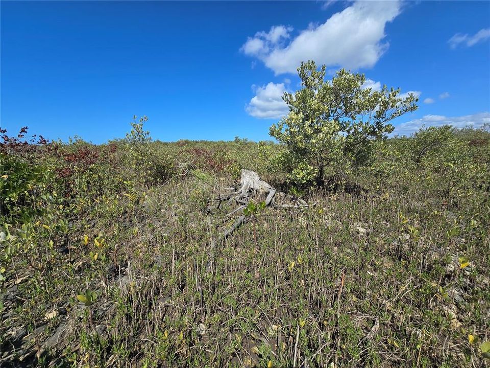 For Sale: $199,000 (17.17 acres)