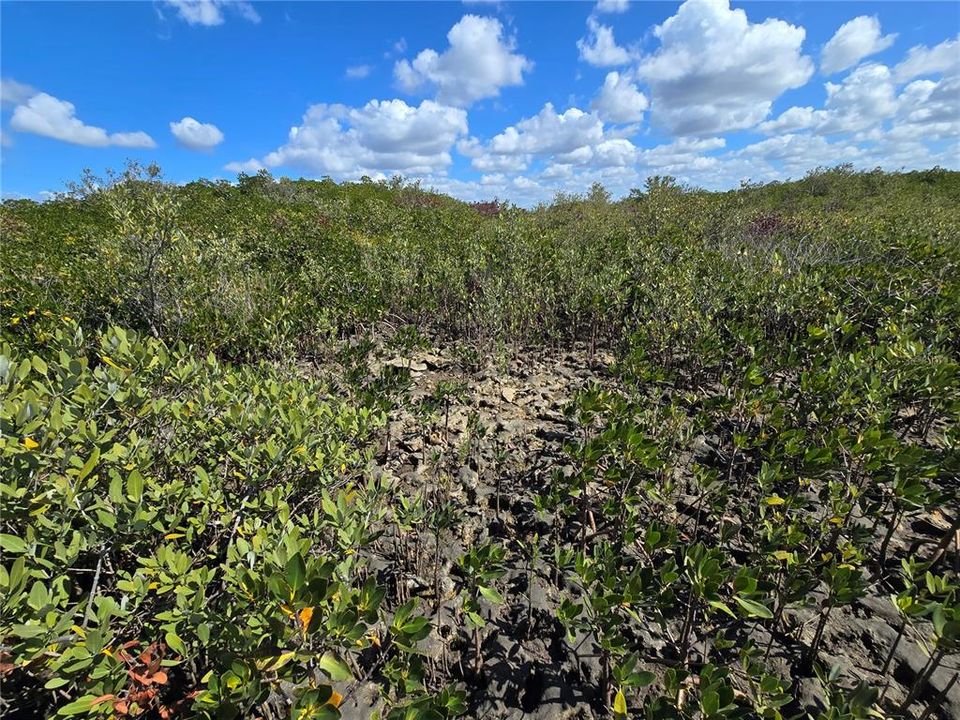 For Sale: $199,000 (17.17 acres)