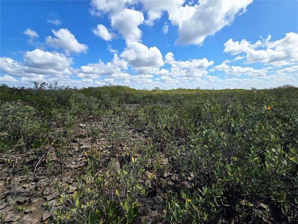 For Sale: $199,000 (17.17 acres)