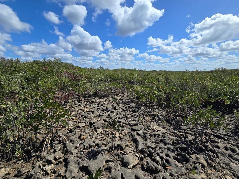 For Sale: $199,000 (17.17 acres)