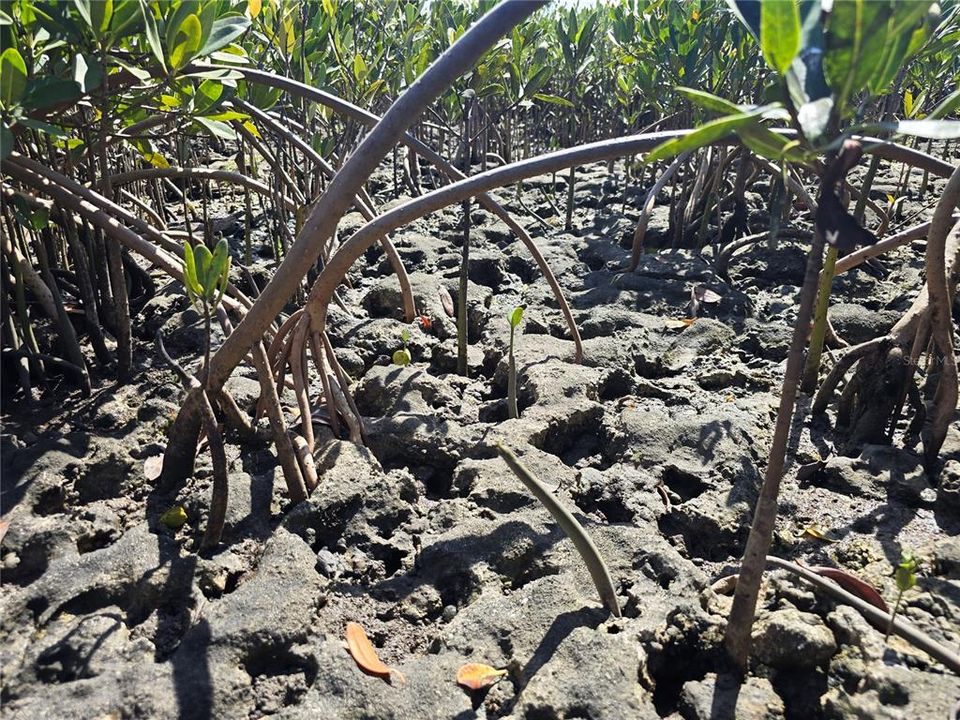 For Sale: $199,000 (17.17 acres)