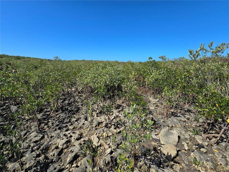 For Sale: $199,000 (17.17 acres)