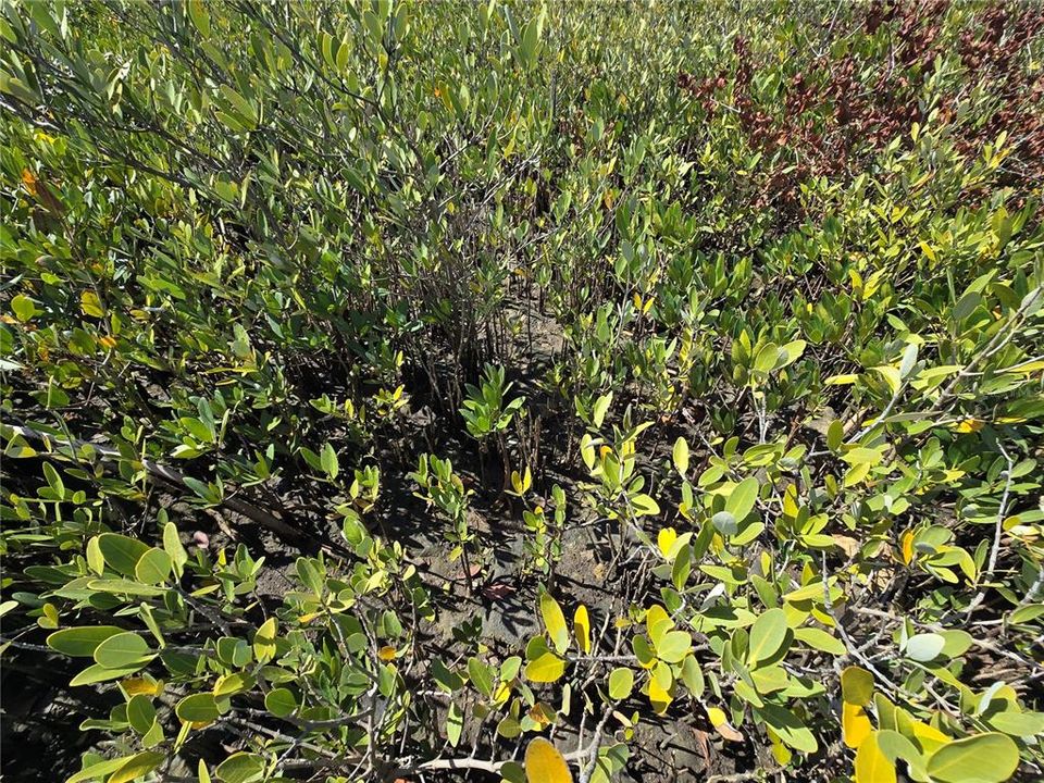 For Sale: $199,000 (17.17 acres)