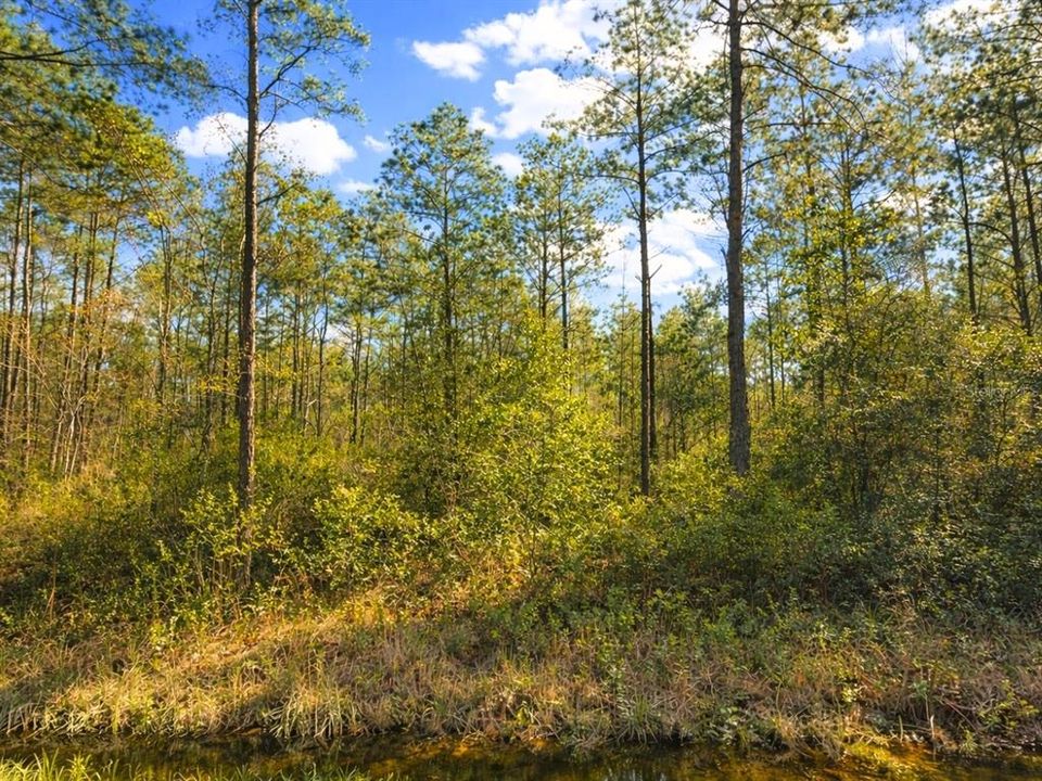 En Venta: $24,500 (1.13 acres)