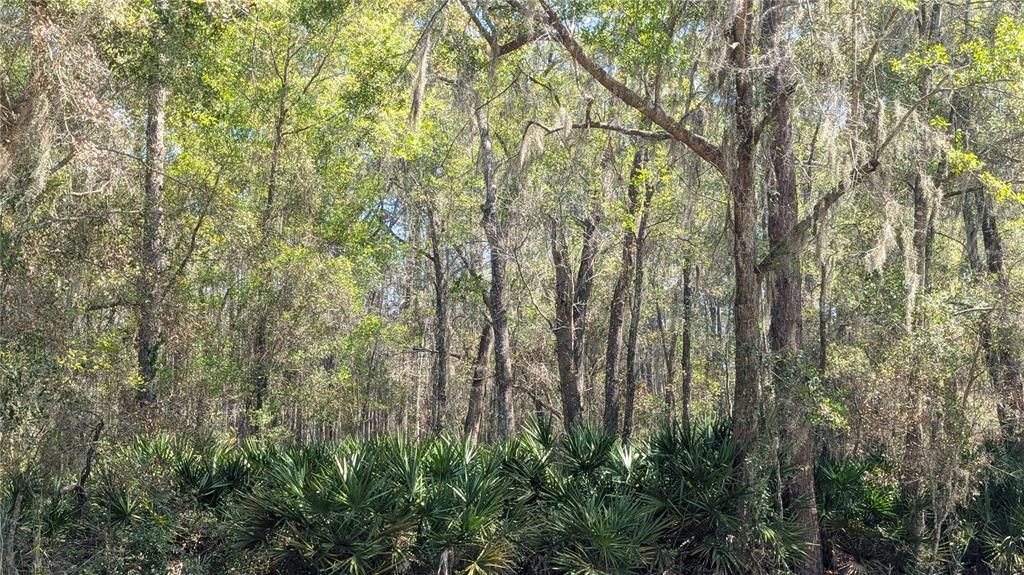 For Sale: $55,000 (1.81 acres)