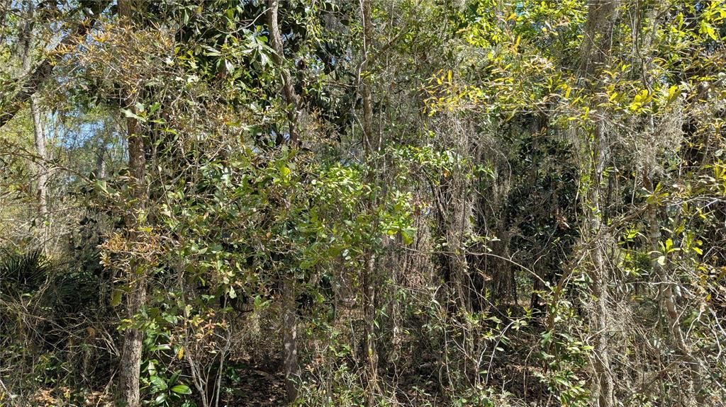 For Sale: $55,000 (1.81 acres)