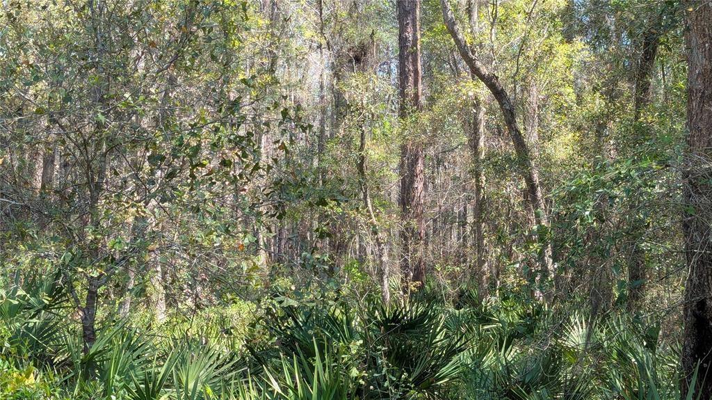 For Sale: $55,000 (1.81 acres)