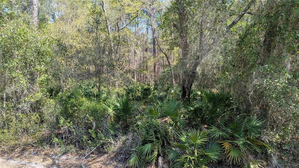 For Sale: $55,000 (1.81 acres)