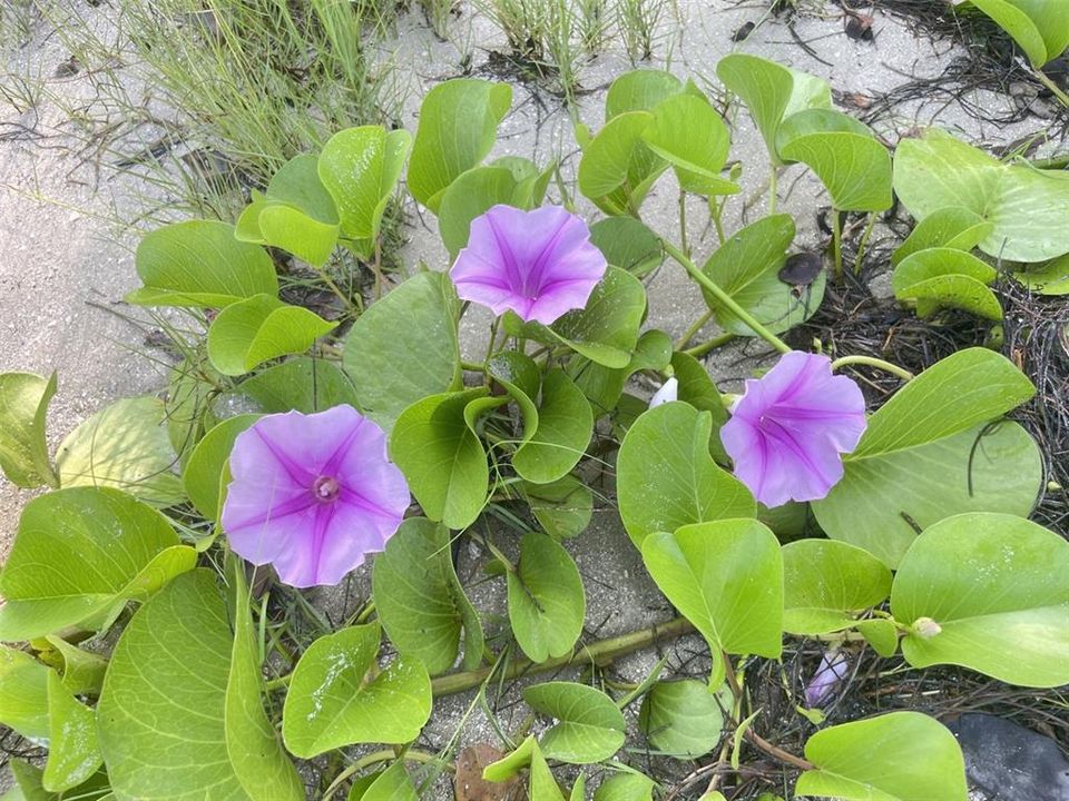 待售: $300,000 (0.20 acres)