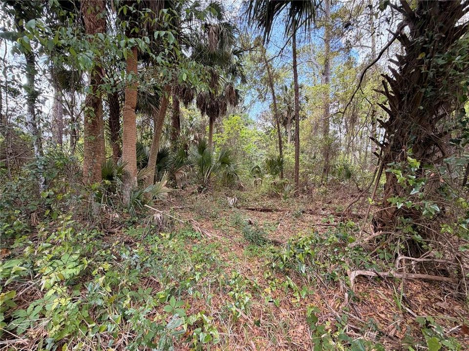 待售: $150,000 (11.16 acres)