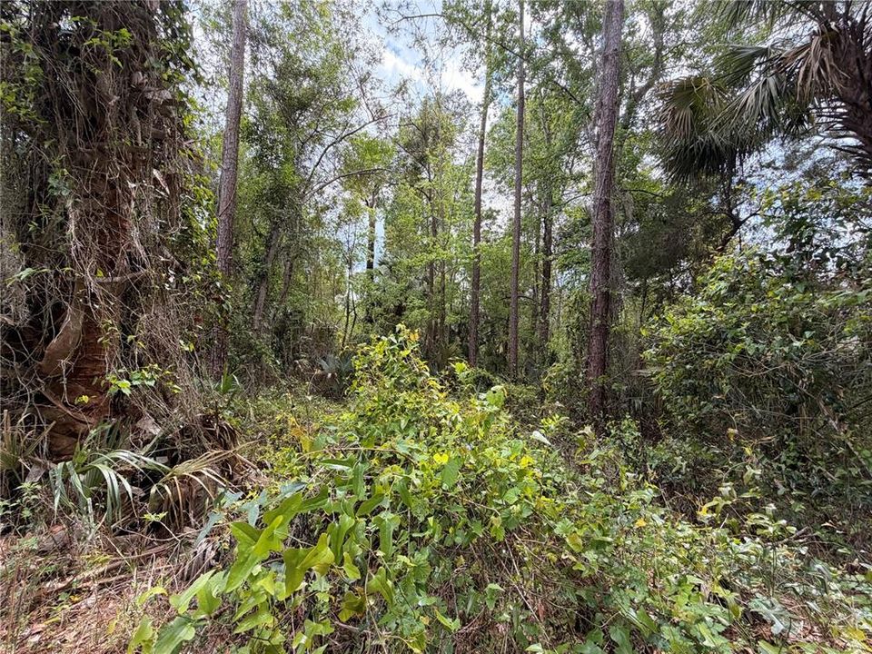 待售: $150,000 (11.16 acres)