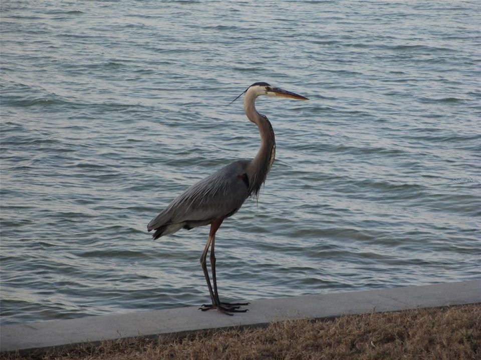 En Venta: $275,000 (1 camas, 1 baños, 957 Pies cuadrados)