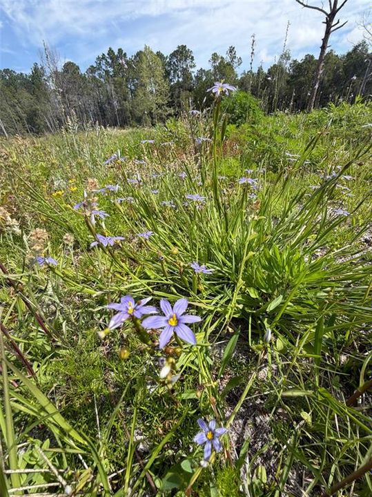 待售: $115,000 (4.40 acres)