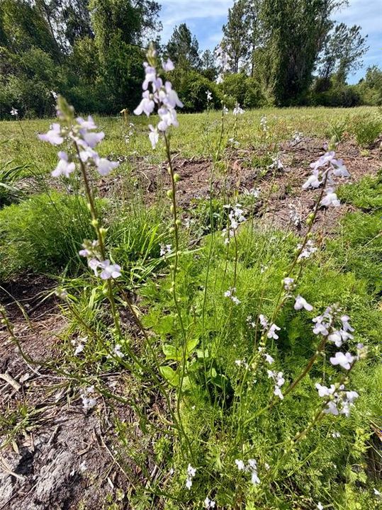 待售: $115,000 (4.40 acres)