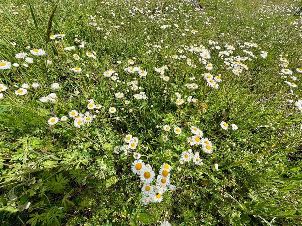 待售: $115,000 (4.40 acres)