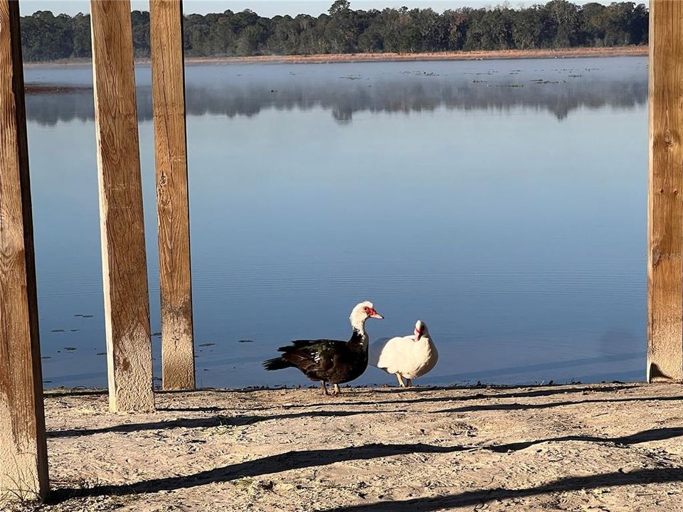 待售: $39,500 (0.97 acres)