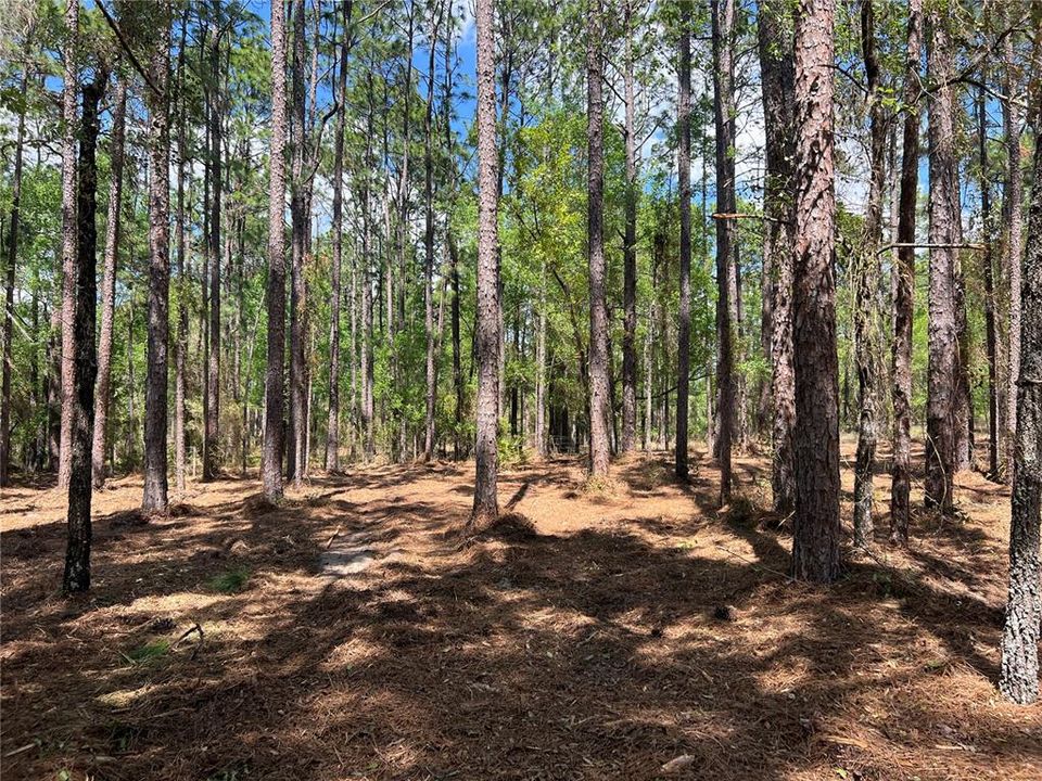 En Venta: $38,500 (1.01 acres)