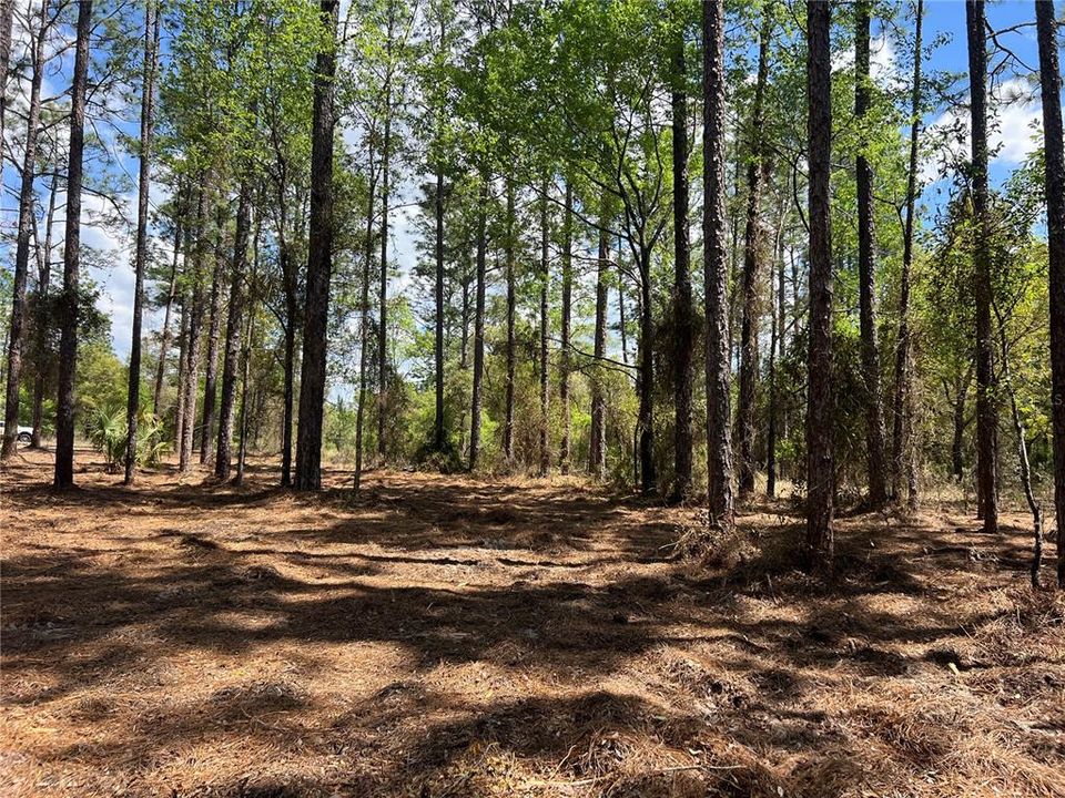 En Venta: $38,500 (1.01 acres)