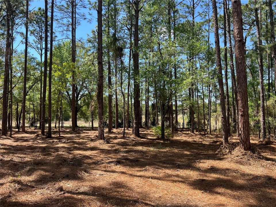 En Venta: $38,500 (1.01 acres)