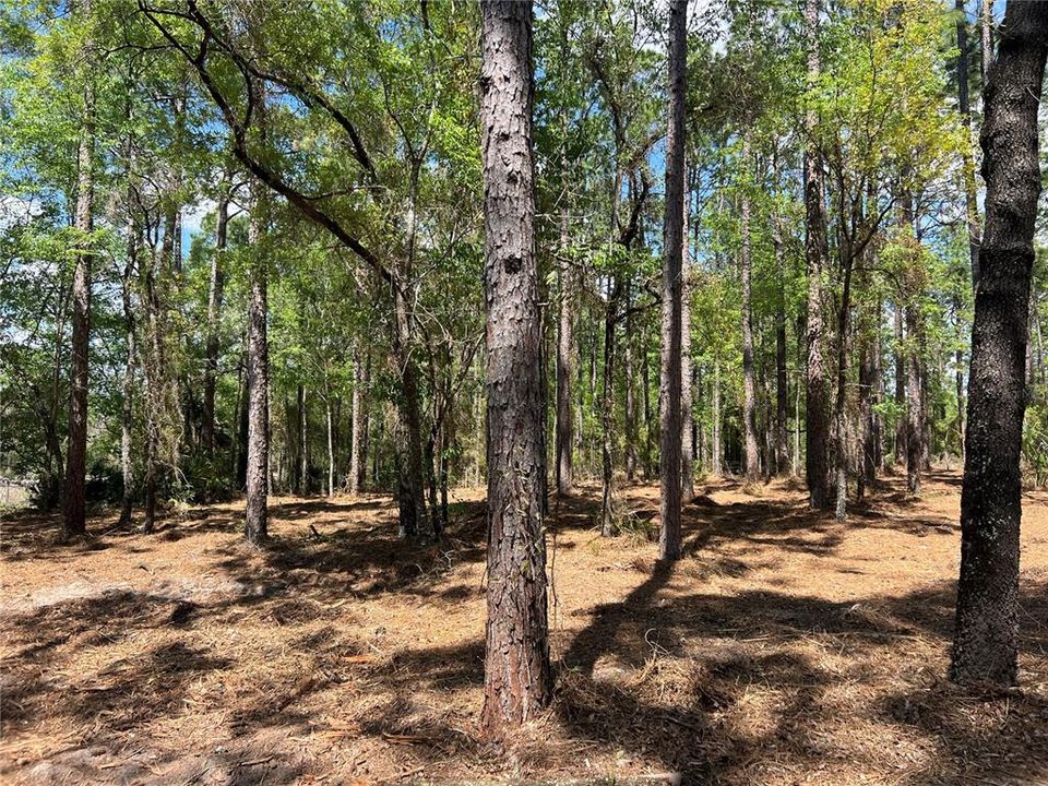 En Venta: $38,500 (1.01 acres)