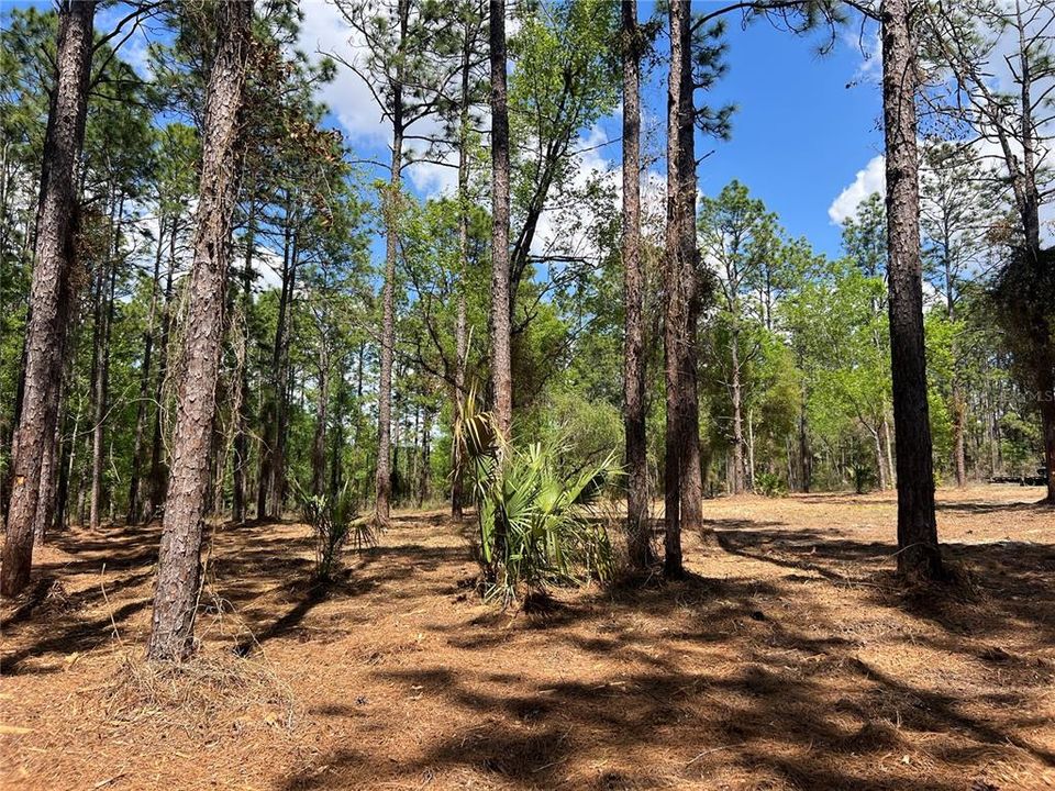 En Venta: $38,500 (1.01 acres)