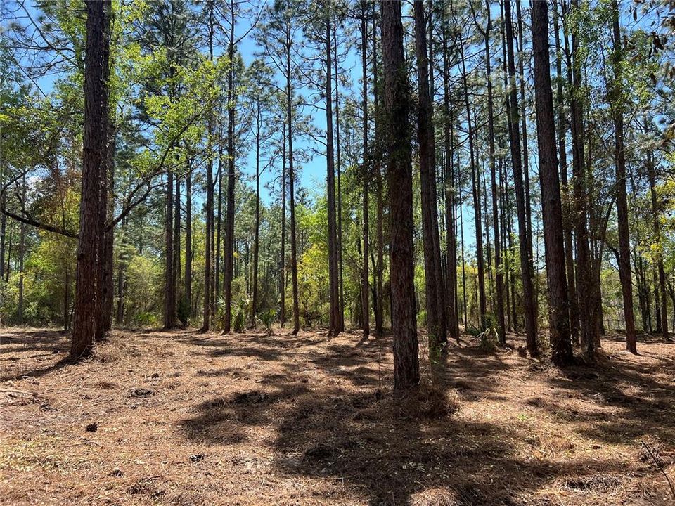 En Venta: $38,500 (1.01 acres)