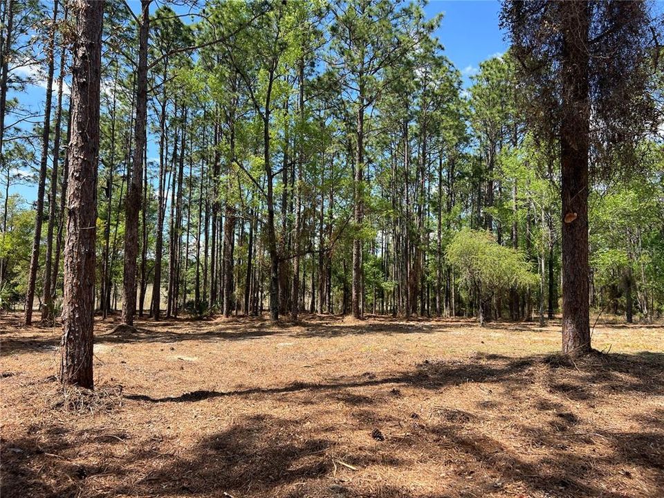 En Venta: $38,500 (1.01 acres)