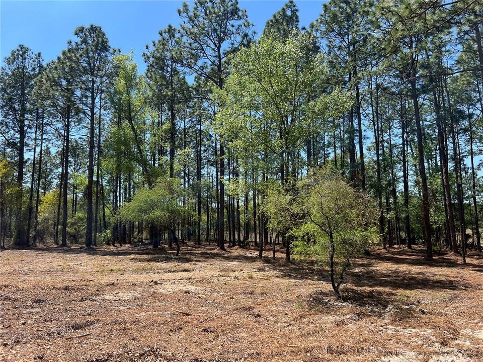 En Venta: $38,500 (1.01 acres)