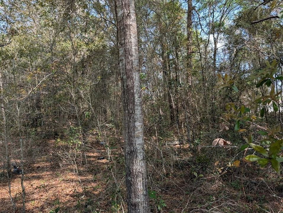 На продажу: $30,000 (0.23 acres)