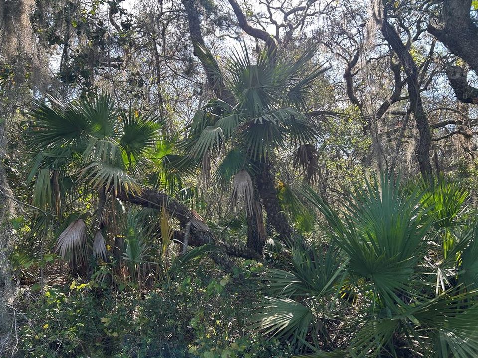 For Sale: $50,000 (1.36 acres)