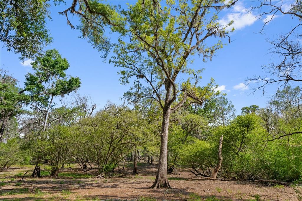 待售: $115,000 (1.28 acres)