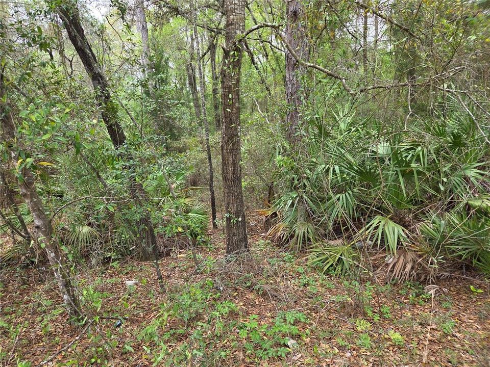 En Venta: $15,000 (0.55 acres)