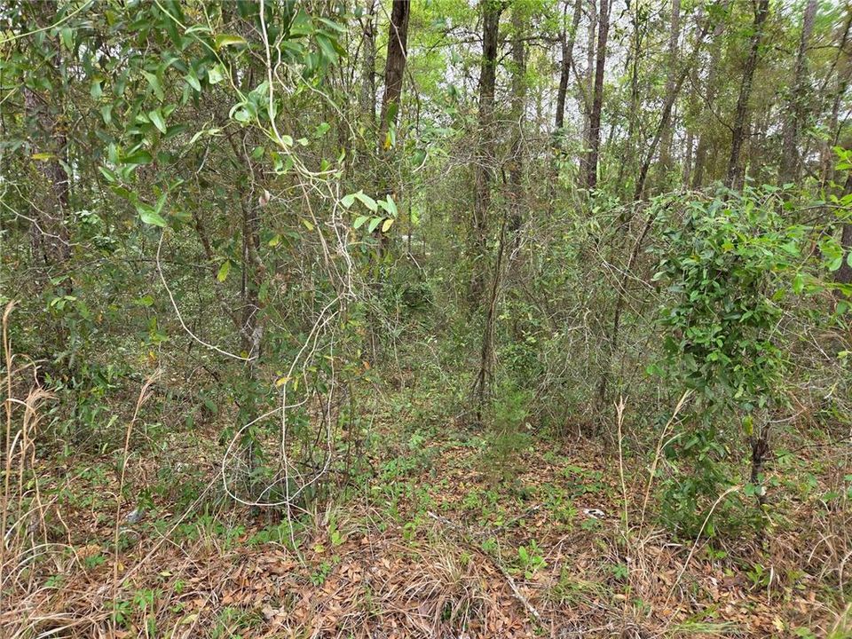 En Venta: $15,000 (0.55 acres)