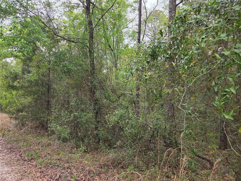 En Venta: $15,000 (0.55 acres)