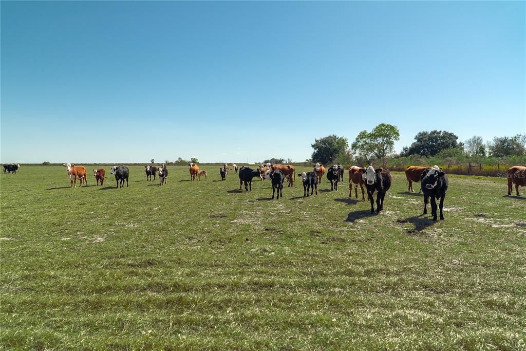 На продажу: $949,000 (52.21 acres)