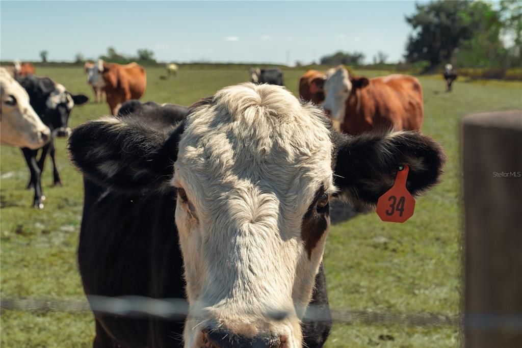 На продажу: $949,000 (52.21 acres)