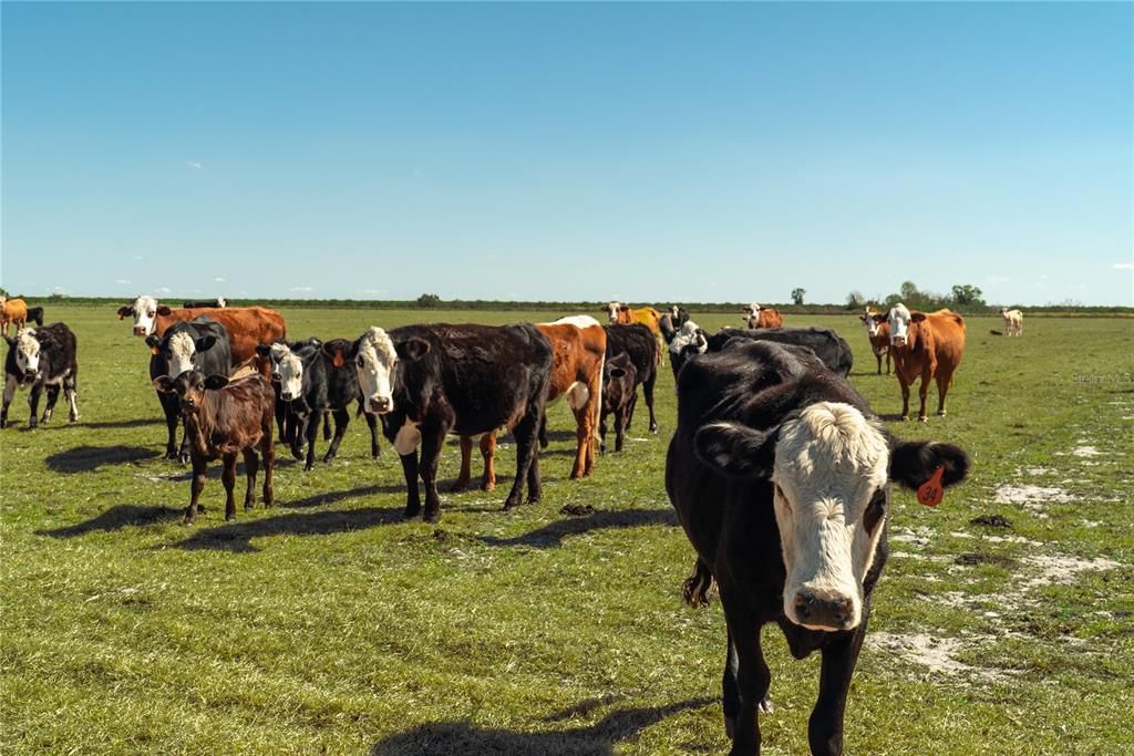 На продажу: $949,000 (52.21 acres)