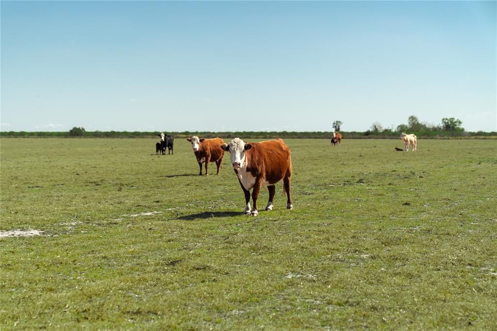 На продажу: $949,000 (52.21 acres)