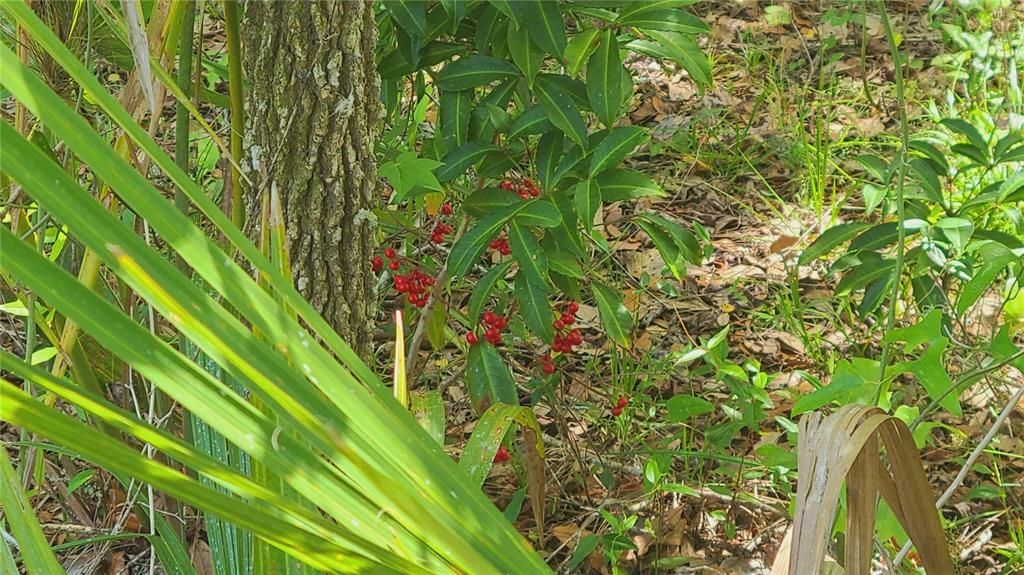 For Sale: $169,500 (1.01 acres)