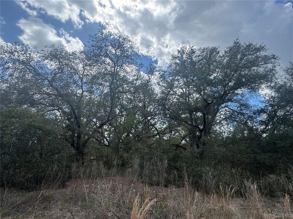 Activo con contrato: $23,500 (1.00 acres)