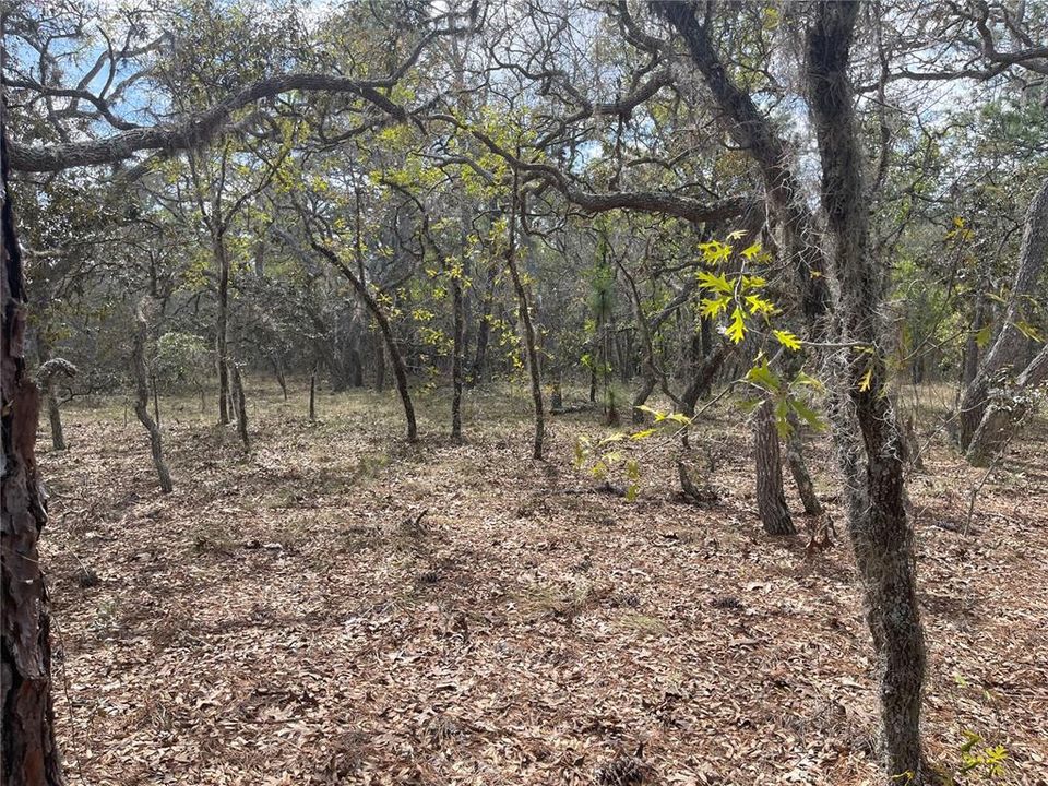 Под контрактом: $21,900 (1.00 acres)
