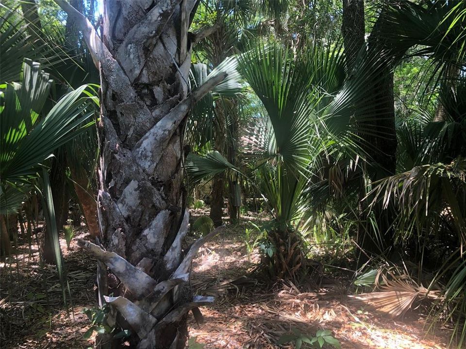 En Venta: $600,000 (0.97 acres)
