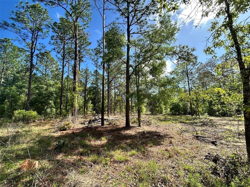 На продажу: $35,000 (0.25 acres)