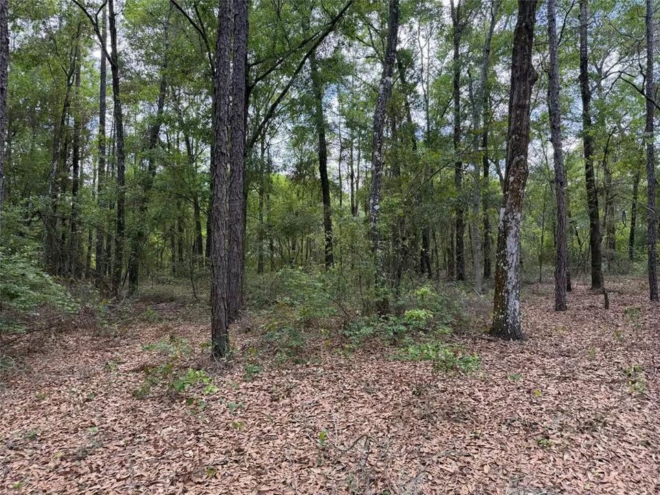 For Sale: $45,000 (1.69 acres)